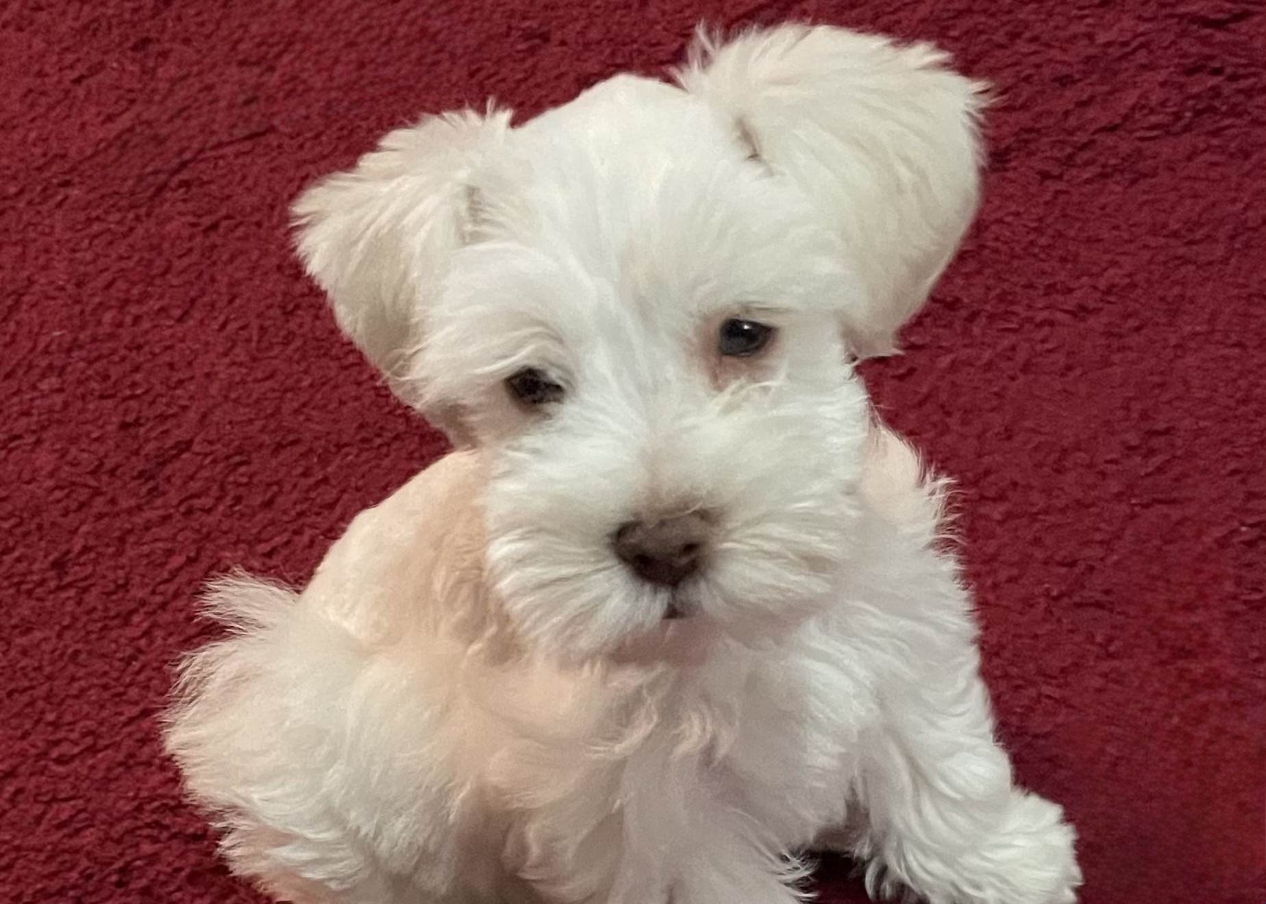 Photo with a prop umbrella